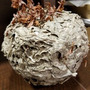 A large grey wasp nest with a few dead twigs on top.