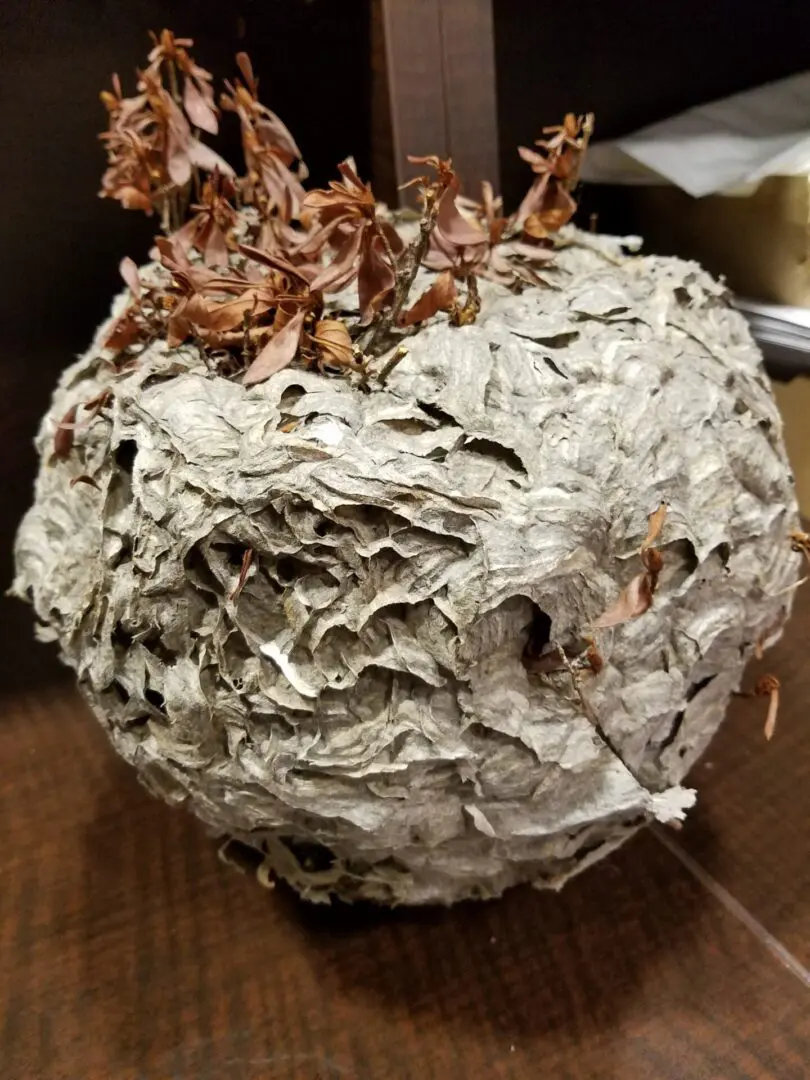 A large grey wasp nest with a few dead twigs on top.